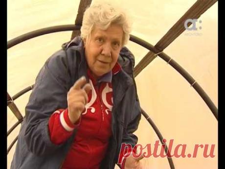Голова садовая. Ремонтантная клубника в теплице
