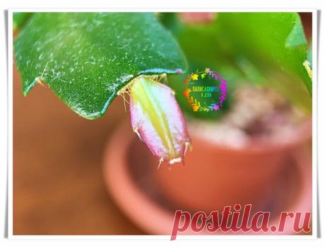 Пересаживаю декабристы в феврале, чтобы к маю цвели. Сохранить корни — залог успеха. Показываю, как делаю я. Без осечек — Моя дача