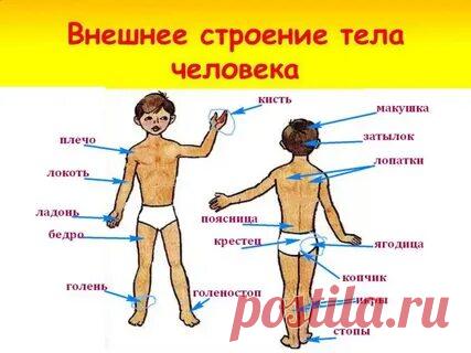 ВСЕ НАРУЖНЫЕ ОРГАНЫ ЧЕЛОВЕКА: 2 тыс изображений найдено в Яндекс Картинках