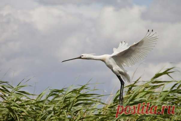 «Сражаясь со степным ветром, колпица (Platalea leucorodia) возвращается на гнездовье после кормёжки. Несмотря на непогоду, родитель должен вернуться к птенцам, иначе кто же их накормит?» – рассказывает автор фото Андрей Гилев: nat-geo.ru/photo/user/47969/