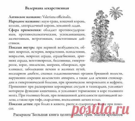 Валериана лекарственная