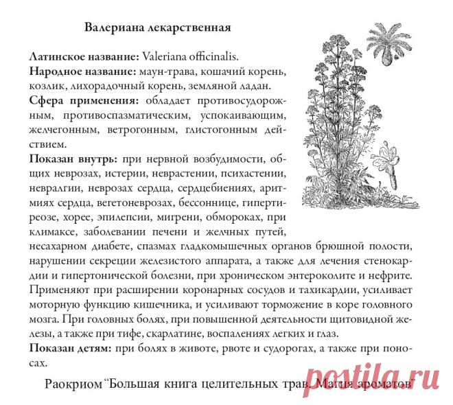 Валериана лекарственная