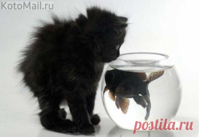 Не подходи!!! | KotoMail.ru