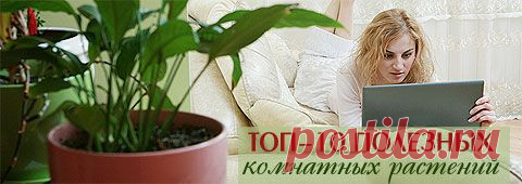 10 полезных комнатных растений.