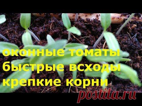 КАК ПОСАДИТЬ СЕМЕНА БАЛКОННЫХ  ПОМИДОР