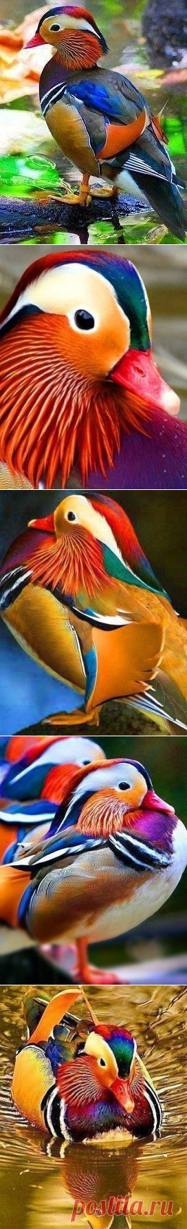 >Настоящий шедевр природы - утка Мандаринка