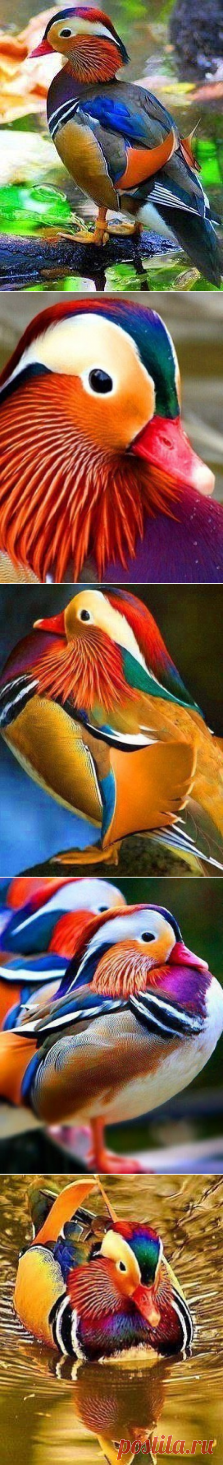 &gt;Настоящий шедевр природы - утка Мандаринка
