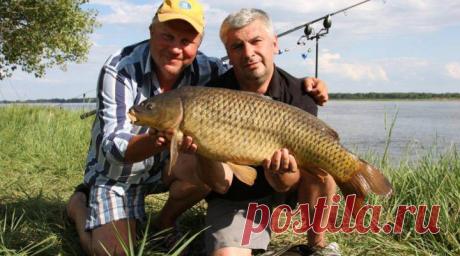 сазана на донную снасть