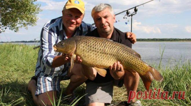 сазана на донную снасть