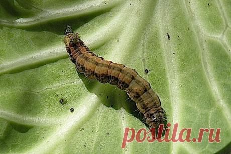 Пять недорогих и экологичных методов, которые избавят сад от вредителей