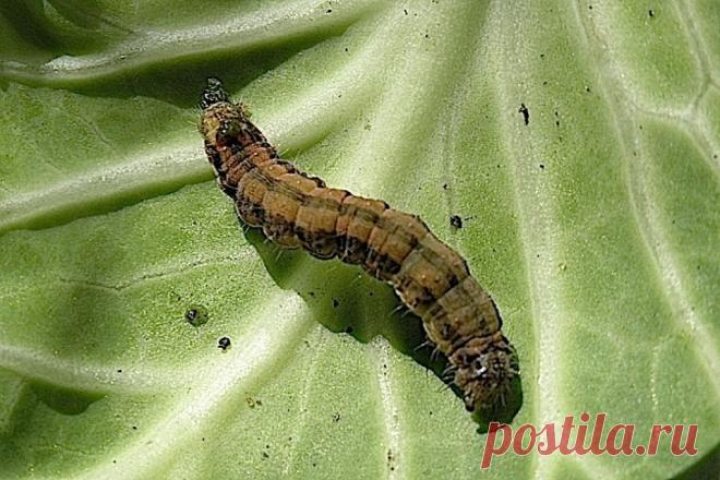 Пять недорогих и экологичных методов, которые избавят сад от вредителей