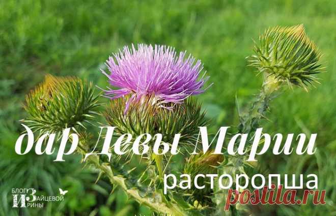 Масло расторопши — дар Девы Марии