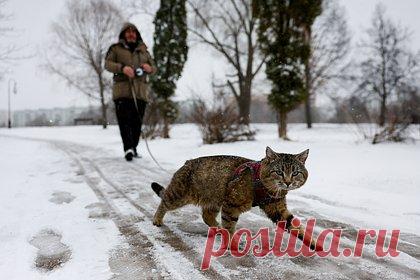 Москвичам назвали дату появления снежного покрова