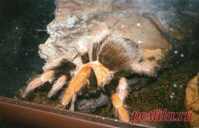 (99) Одноклассники