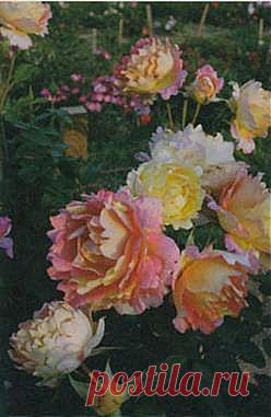 Минеральное питание роз | Фото плана