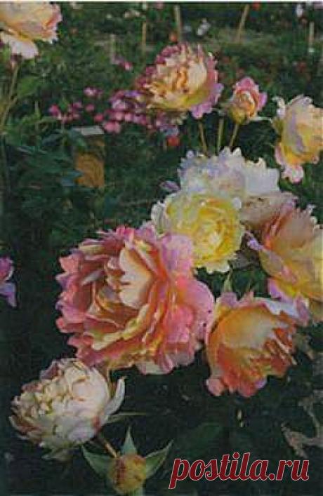 Минеральное питание роз | Фото плана