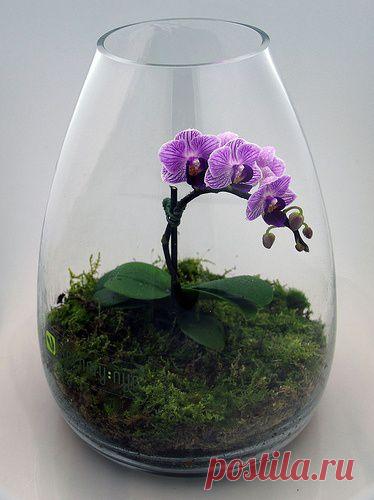 Striped Phalaenopsis orchid terrarium