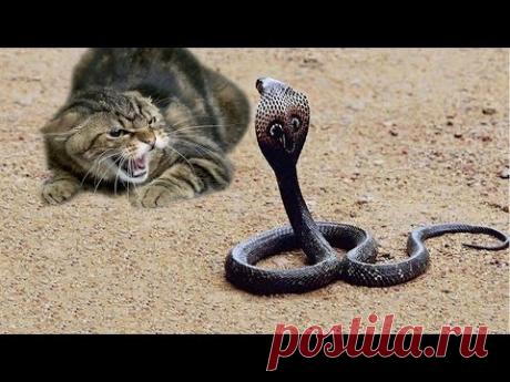 Смелость и отвага обычных домашних котов. Их ничто не остановит! Кошки — абсолютно удивительные создания. Их способны повергнуть в ужас огурцы, но… Эти животные способны с неподдельным бесстрашием дать отпор крокодилу или, например, медведю. И точно с таким же непо…