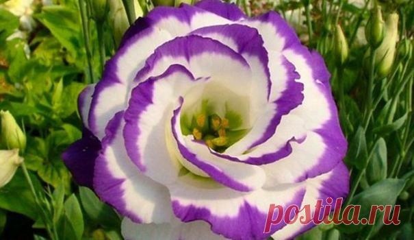 Эустома многолетняя - целый букет из одного растения