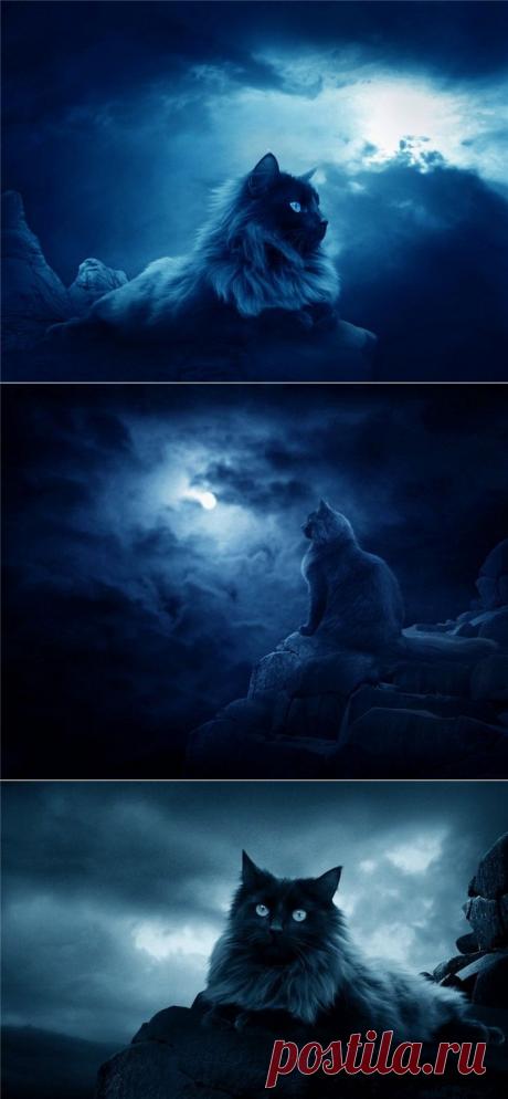 Мистический кот от фотографа Rosli.