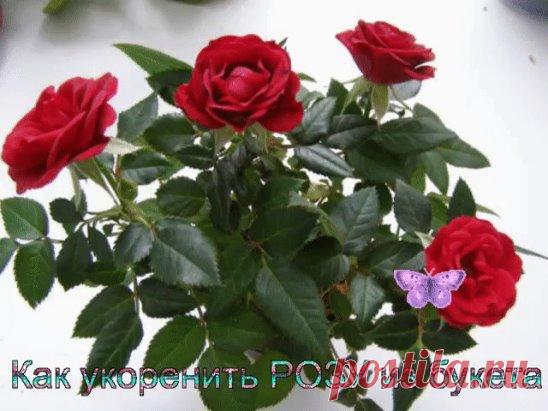 (99) Одноклассники