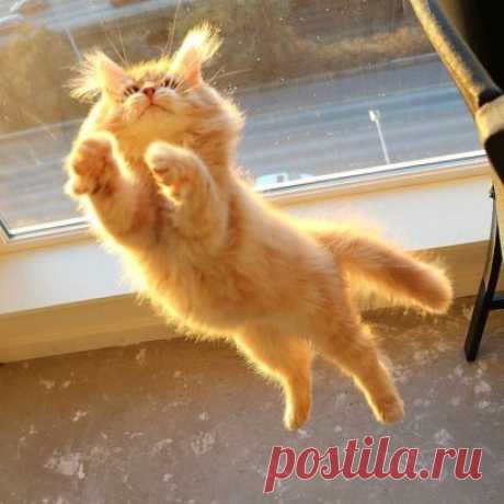 Чудесный котик, заряженный солнышком на позитив