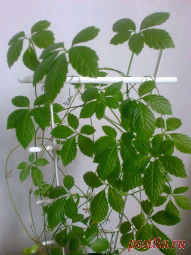 Гиностемма пятилистная: описание и уход ~ Planetalsad