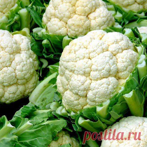 Выращивание цветной капусты рассадным способом | Друг пенсионера
Цветная капуста — растение однолетнее. Как и все виды семейства капустных, требо­вательна к свету, теплу и по­ливу.