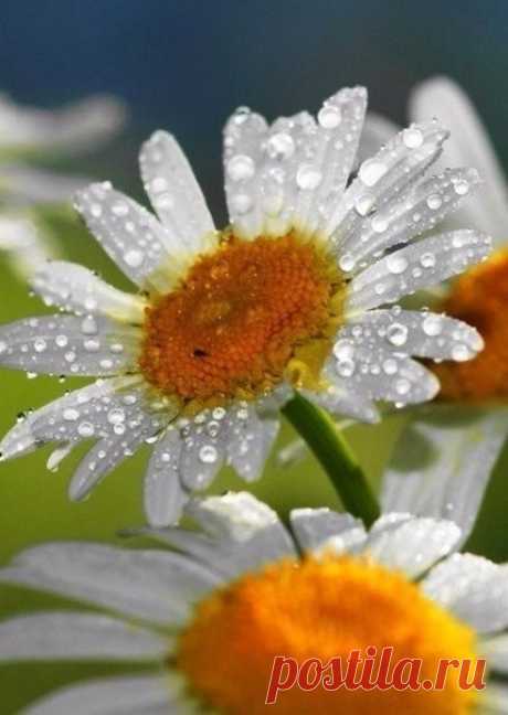 Dewdrops