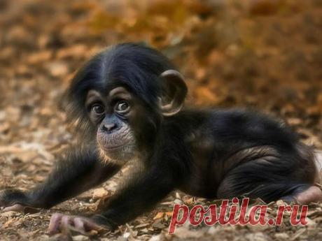 Бесплатный гороскоп на 2016 год