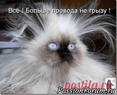 Без кота жизнь не та)))