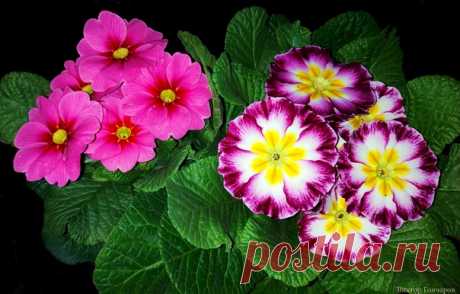 📸 #Виктор_Гончаров 🌿 💮