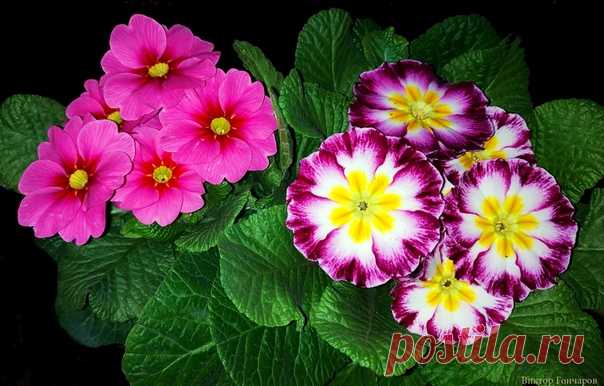 📸 #Виктор_Гончаров 🌿 💮