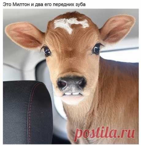 Домашние животные, чьи проделки поднимают настроение — Убойный юмор - amworld