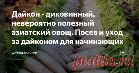 Дайкон - диковинный, невероятно полезный азиатский овощ. Посев и уход за дайконом для начинающих Добрый день, дорогие друзья, садоводы и огородники! Приветствую вас на канале "Дачные истории". Дайкон получил широкое распространение в странах Азии. Его родиной считается Китай откуда диковинный овощ начал свое шествие по миру. Эта овощная культура содержит в себе целую кладезь витаминов и минералов, именно поэтому японцы и люди других национальностей предпочитают включать в ...