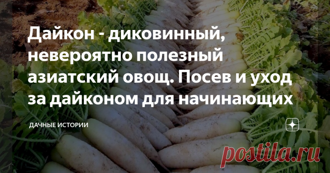 Дайкон - диковинный, невероятно полезный азиатский овощ. Посев и уход за дайконом для начинающих Добрый день, дорогие друзья, садоводы и огородники! Приветствую вас на канале 