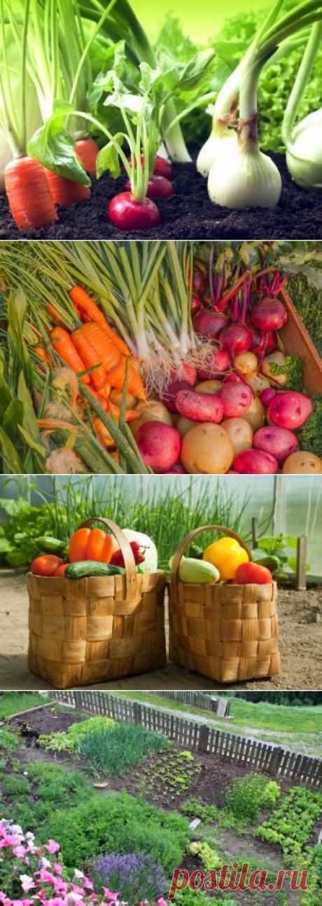 (+1) тема - Чего и сколько нам сажать, чтоб закромам не пустовать | 6 соток