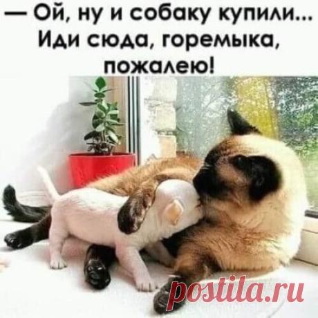 (46) Одноклассники