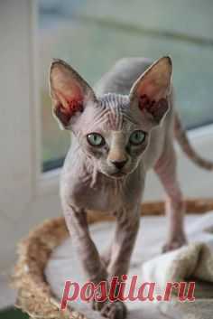 Sphynx Kitty