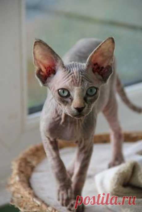 Sphynx Kitty