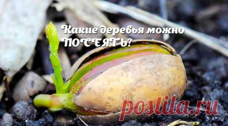 Сад из семян: семенное размножение деревьев и кустарников на Supersadovnik.ru