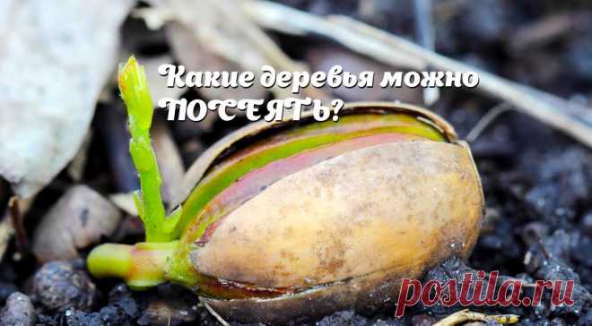 Сад из семян: семенное размножение деревьев и кустарников на Supersadovnik.ru