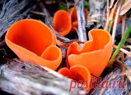 25 самых необычных грибов