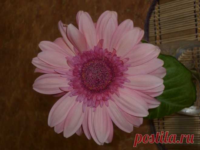 Гербера. красивоцветущее травянистое растение. Наконец-то выведены карликовые сорта для помещений...