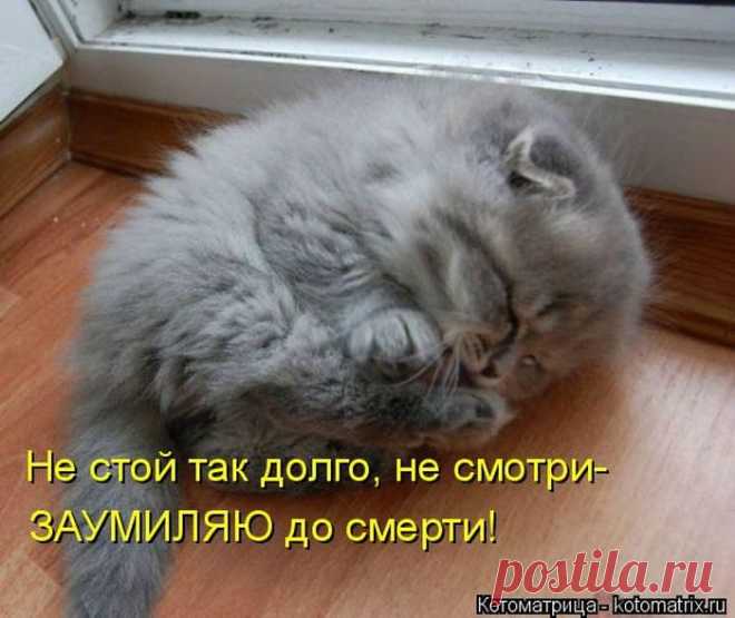 Уморительные котоматрицы)
