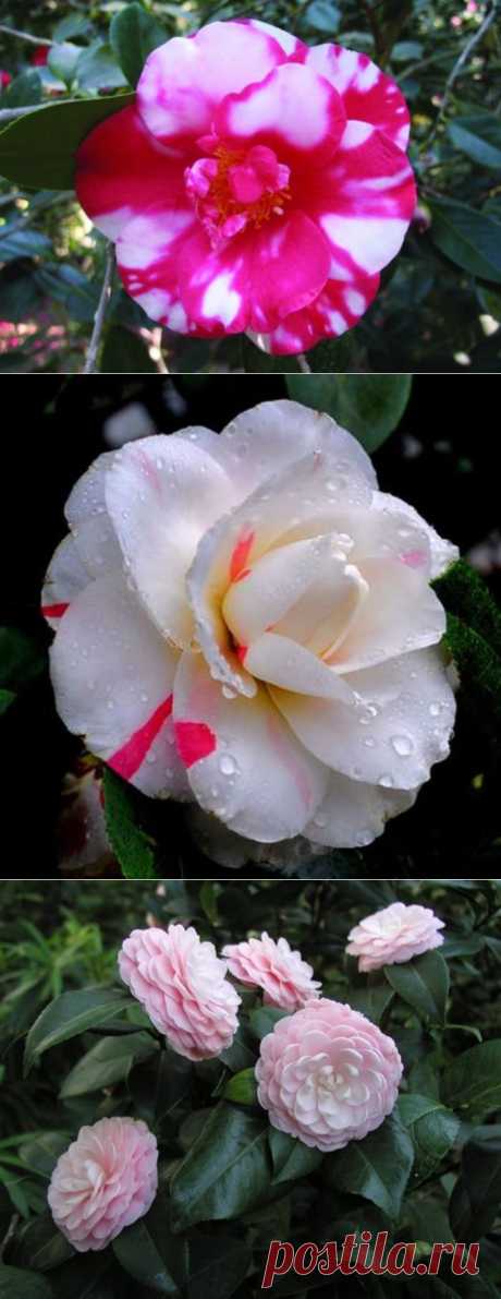 Камелия. Мифы и реальность. Часть 2. "Дама с камелиями".