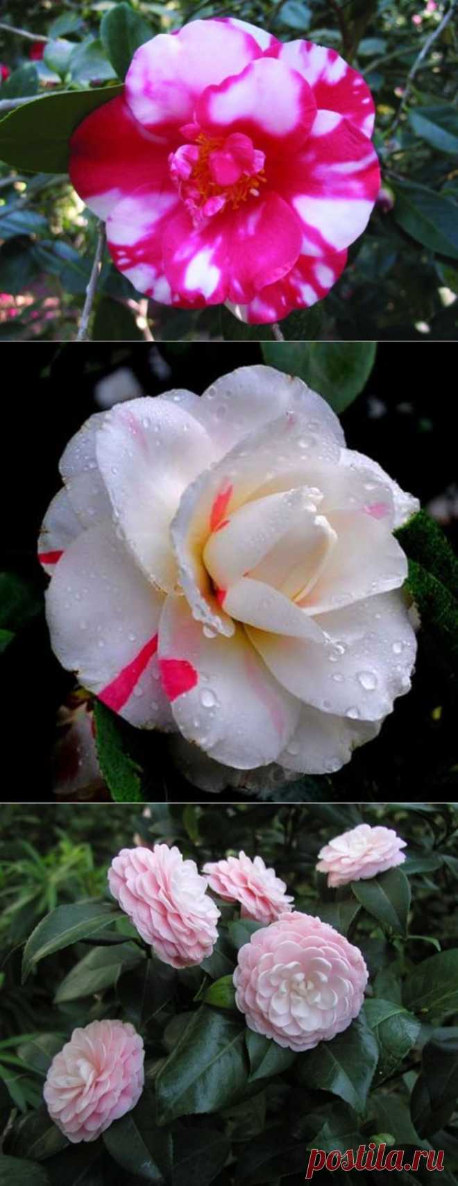 Камелия. Мифы и реальность. Часть 2. &quot;Дама с камелиями&quot;.