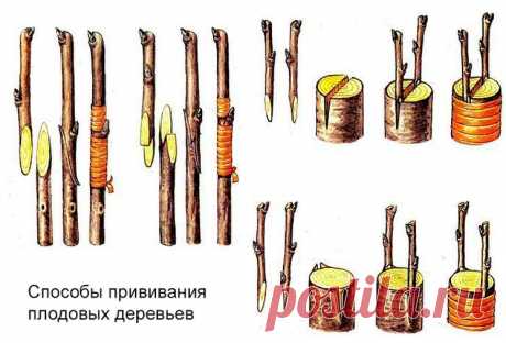 Весенняя прививка яблонь — для чего прививать весной?