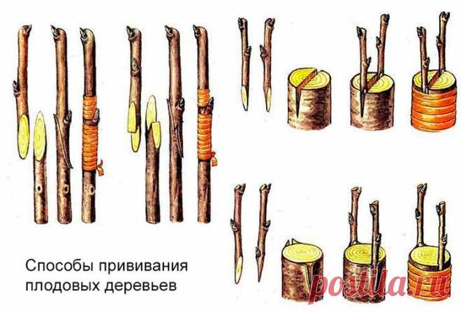 Весенняя прививка яблонь — для чего прививать весной?