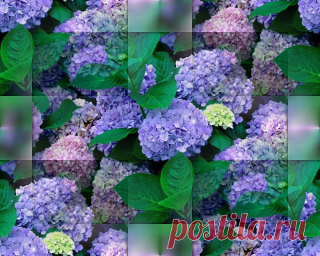 гортензия
